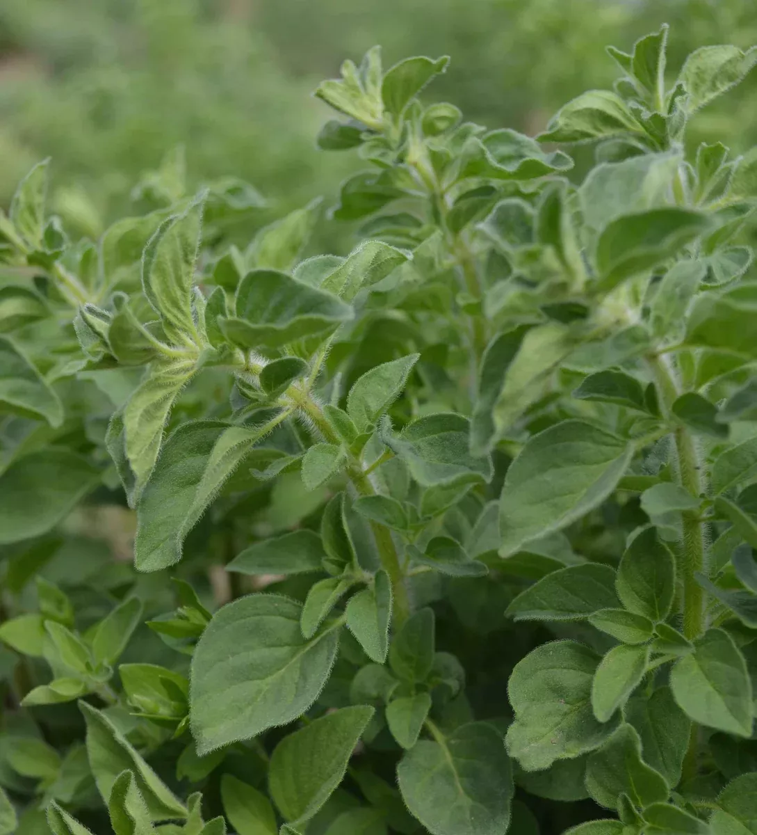 Oregano (Greek)