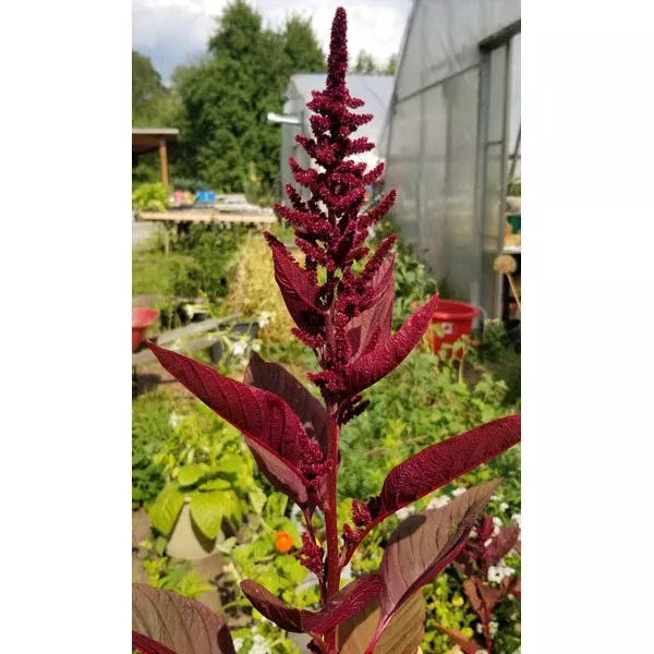 Organic Amaranth Hopi Red Dye