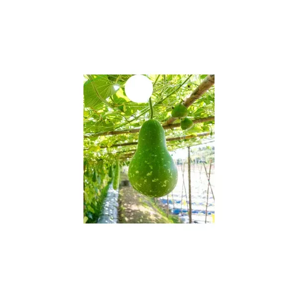 Organic Birdhouse Bottle Gourd