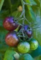 Organic Black Cherry Tomato