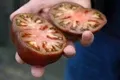 Organic Black Krim Tomato