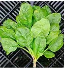 Organic Butterflay Spinach