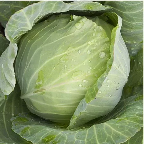 Organic Cabbage Golden Acre