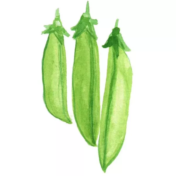 Organic Cascadia Peas