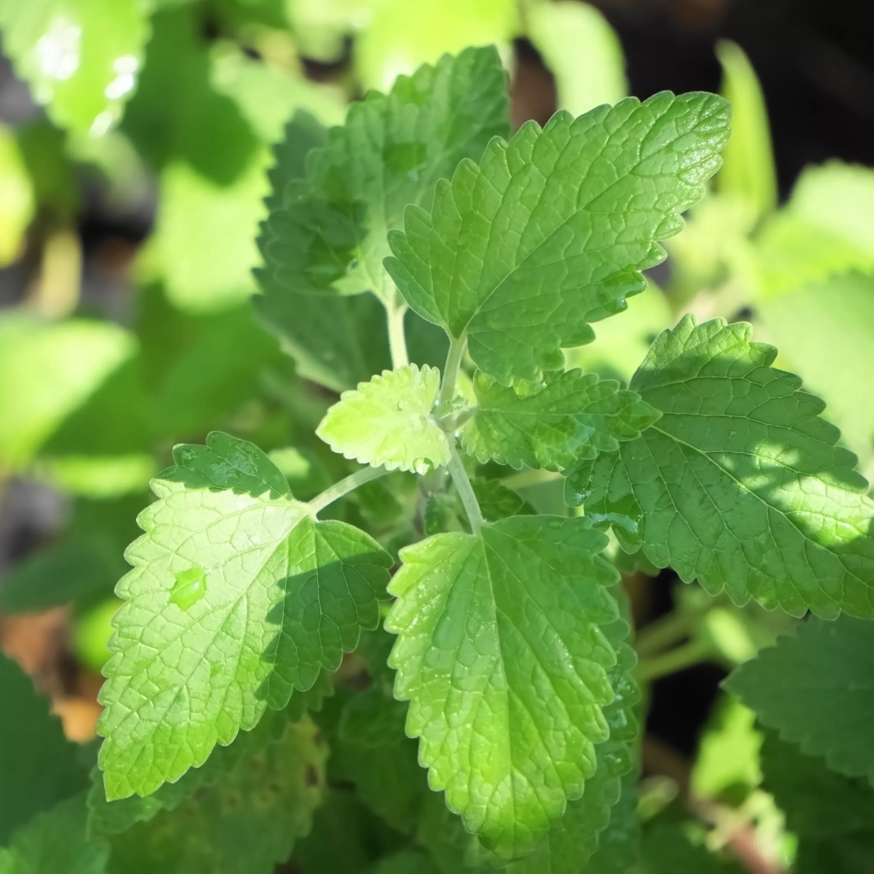 Organic Catnip (2 Pack)