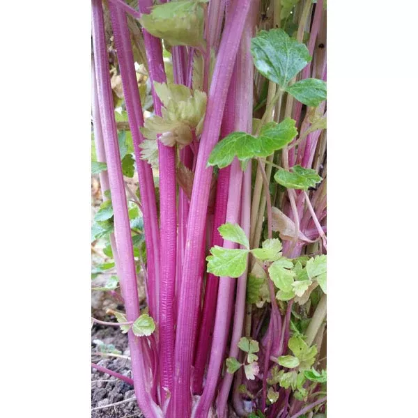 Organic Celery Pink Stalk
