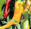 Organic Corno Di Toro Sweet Pepper