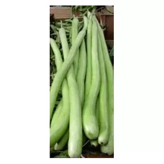 Organic Cucuzzi Italian Edible Gourd