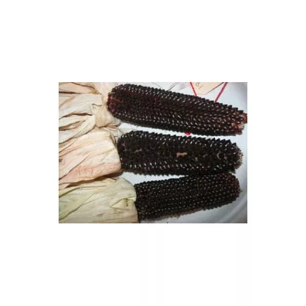 Organic Dakota Black Popcorn
