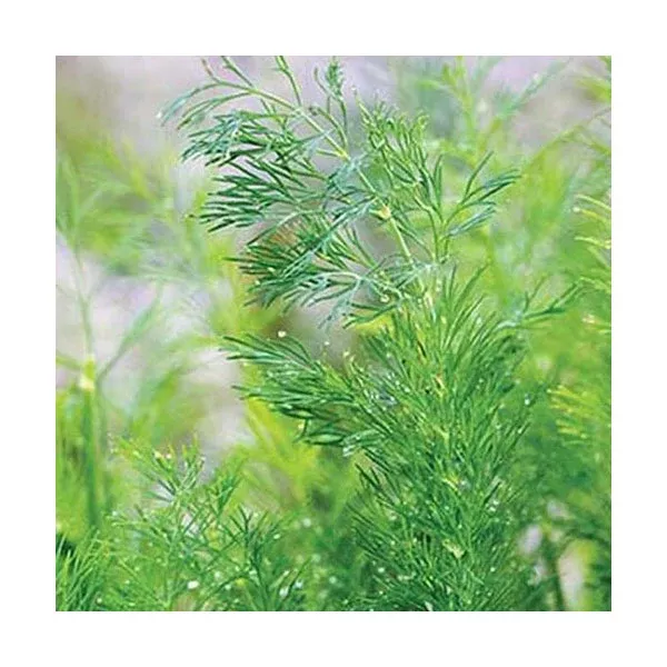 Organic Dill Hera