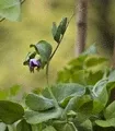 Organic Dwarf Grey Snow Pea