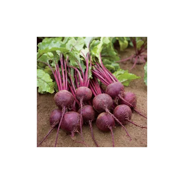 Organic Early Wonder Tall Top Beet