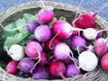 Organic Easter Egg Radish