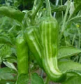 Organic Fish Hot Pepper
