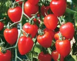 Organic Gardener's Sweetheart Cherry Tomato