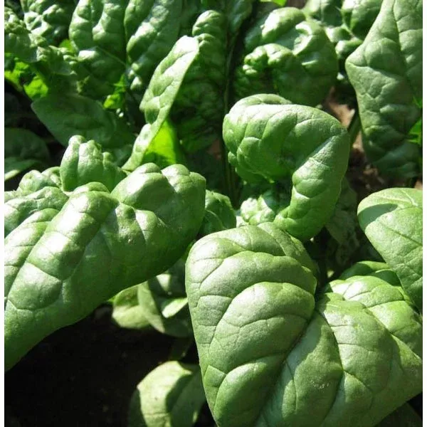 Organic Giant Winter Spinach