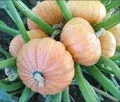 Organic Gold Nugget Winter Squash