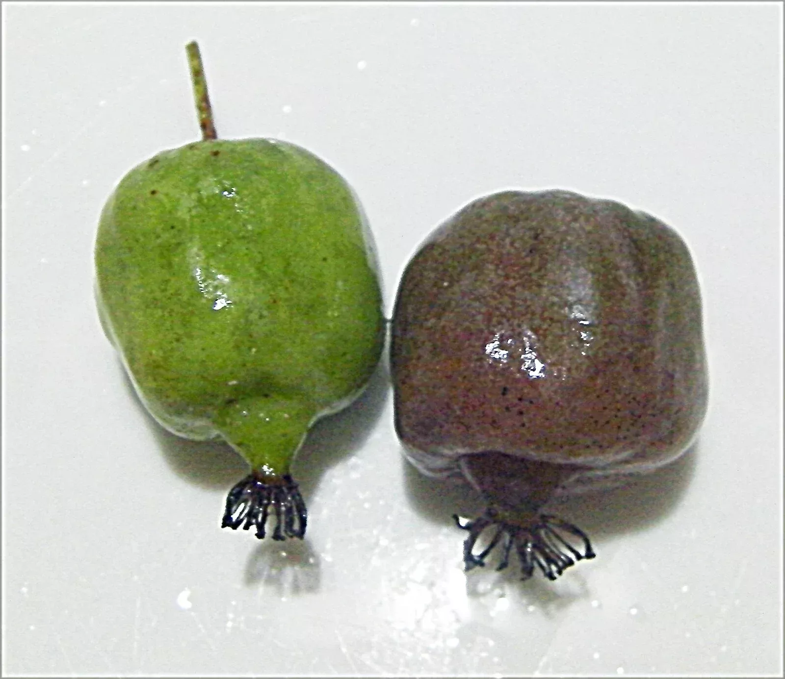 Organic Hardy Polar Arctic Seedless Kiwi Cuttings - 12 Count - Actinidia arguta