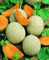 Organic Hearts of Gold Melon