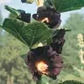 Organic Hollyhock Black