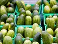 Organic Homemade Pickles Cucumber