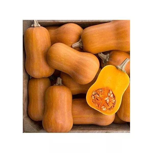 Organic Honey Nut Winter Squash