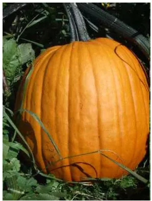 Organic Howden Pumpkin
