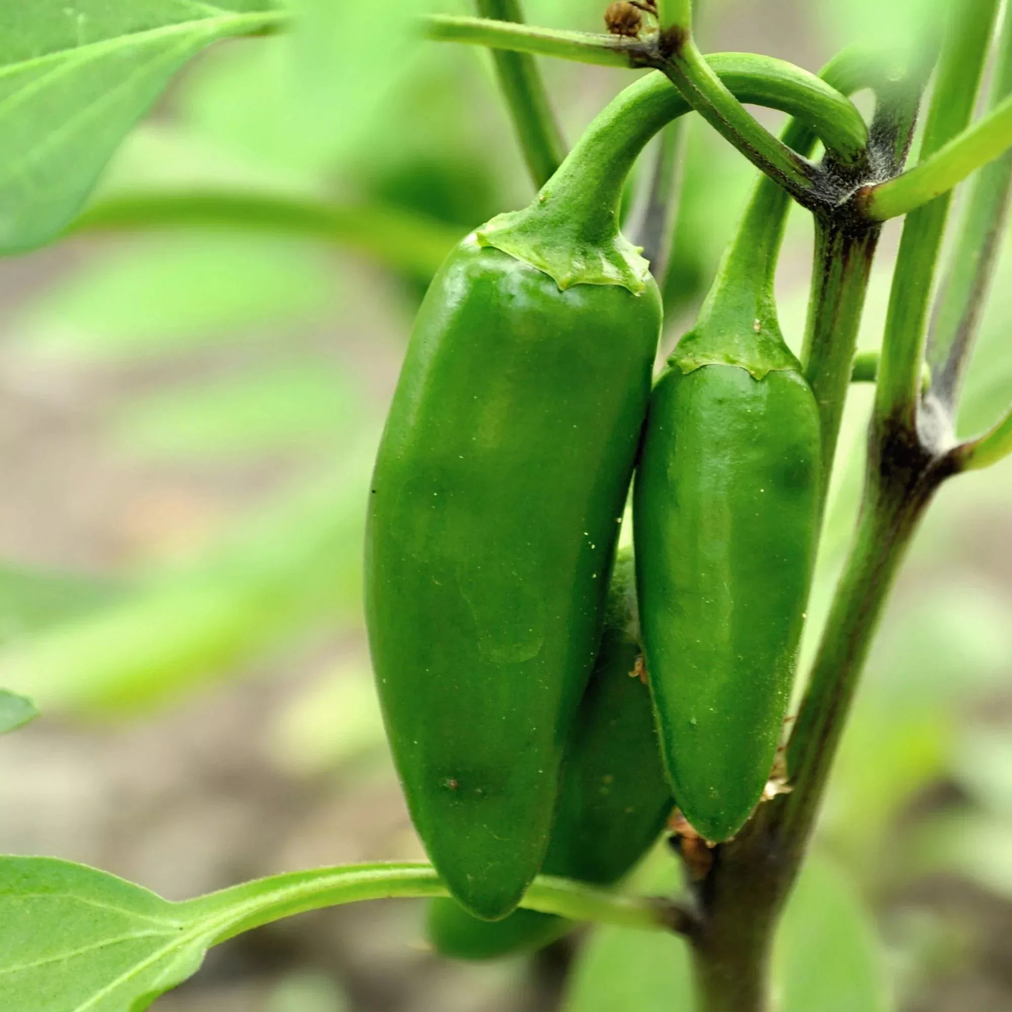 Organic Jalapeño Pepper (2 Pack)
