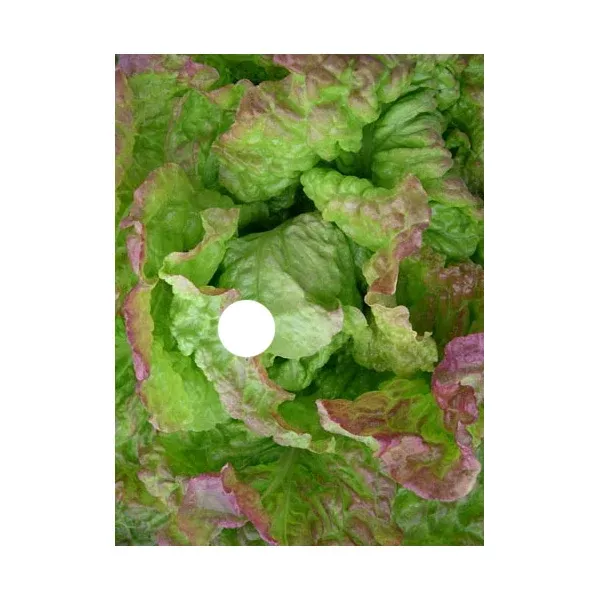 Organic Lettuce "Blushed Butter Oak"