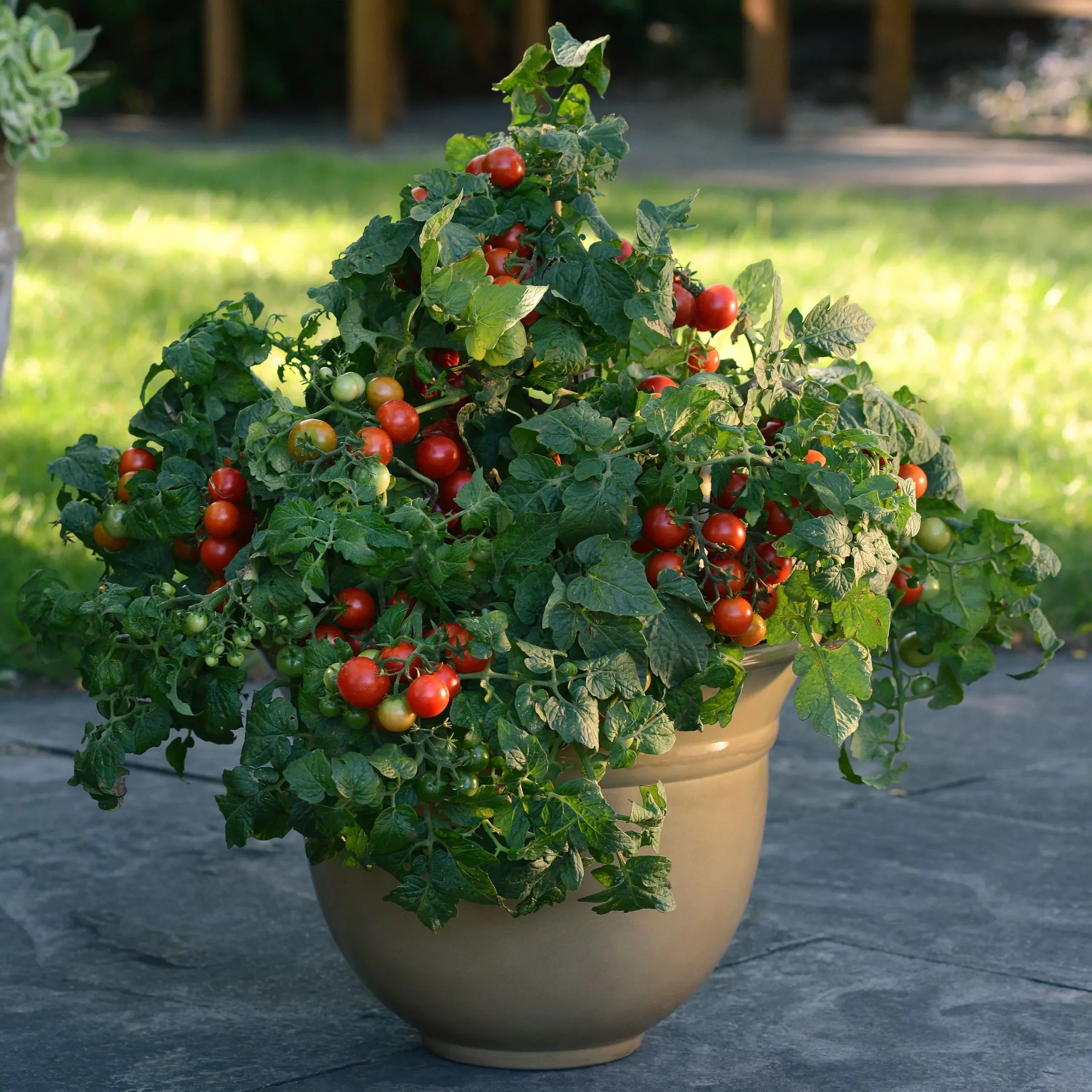Organic Little Bing Cherry Tomato (2 Pack)