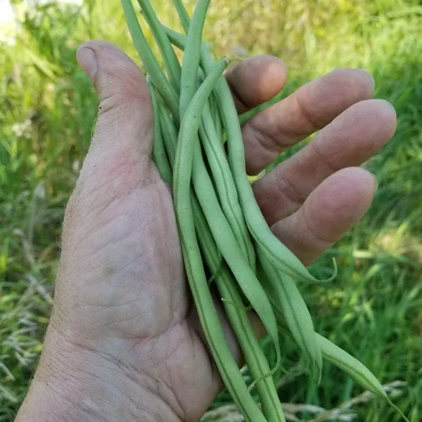Organic Maxibel Beans, Haricot Vert, French Filet Bean