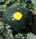 Organic Moon and Stars Watermelon