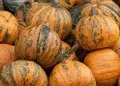 Organic Non-GMO Lady Godiva Pumpkin