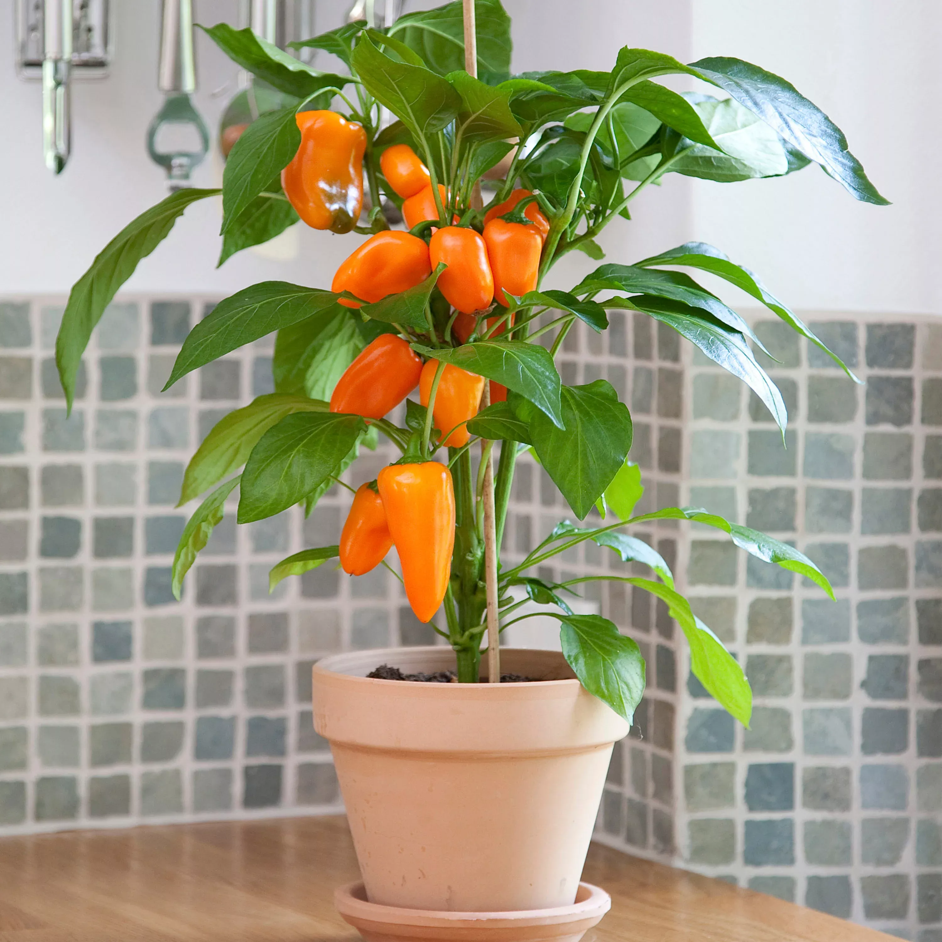 Organic Orange Lunchbox Pepper (2 Pack)