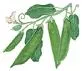 Organic Oregon Sugar Snow Peas