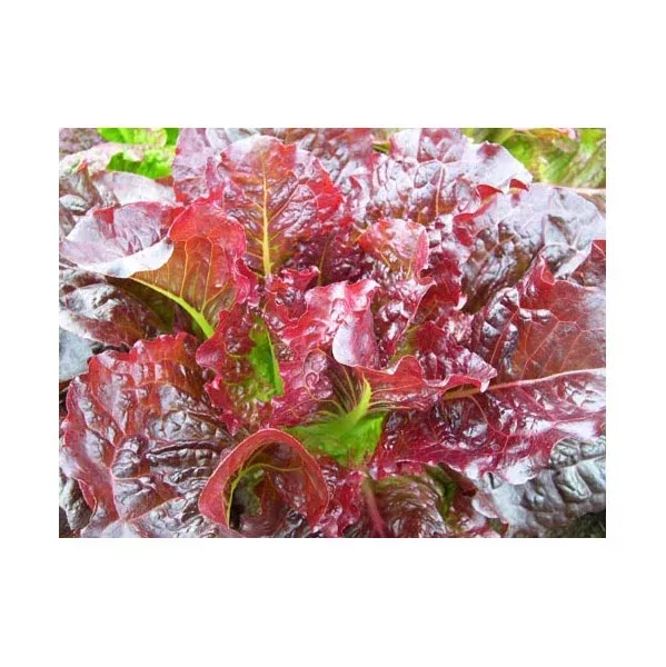 Organic Outredgeous Lettuce