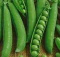 Organic Progress No. 9 Shelling Pea
