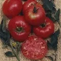 Organic Prudens Purple Tomato