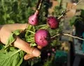 Organic Purple Plum Radish