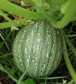 Organic Ronde de Nice Summer Squash