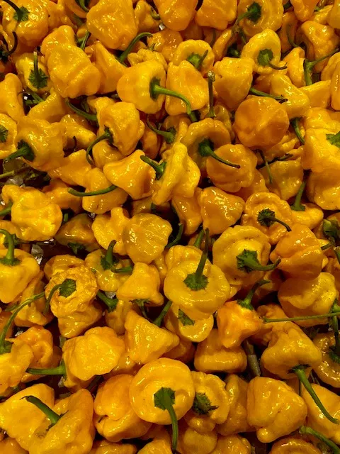 Organic Scotch Bonnet