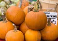 Organic Small Sugar Pie Pumpkin