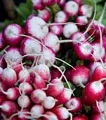 Organic Sparkler Radish