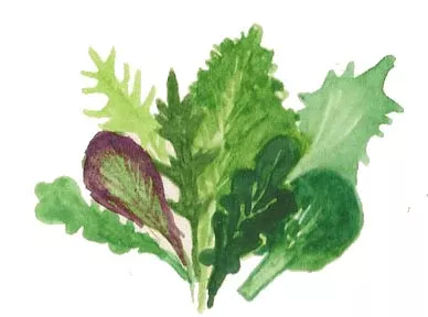 Organic Spicy Salad Mix