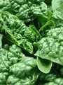 Organic Spinach, Bloomsdale Longstanding