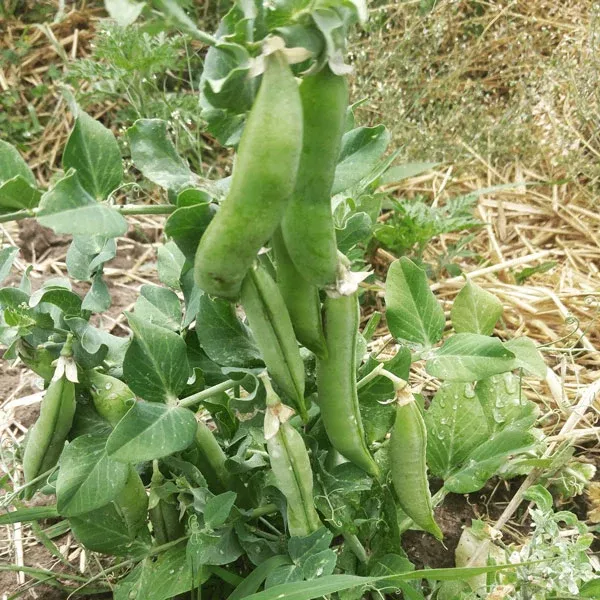 Organic Sugar Snap Pea