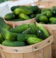 Organic Sumter Pickling Cucumber