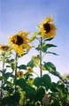Organic Sunflower Russian Mammoth