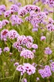 Organic Verbena Bonariensis