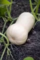 Organic Waltham Butternut Winter Squash
